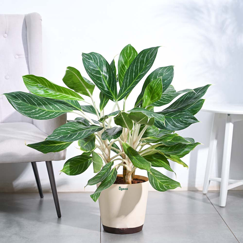 Aglaonema Stripes