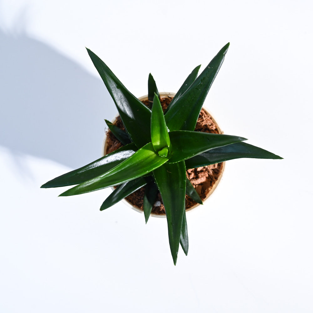 Aloe Vera Mini Plant