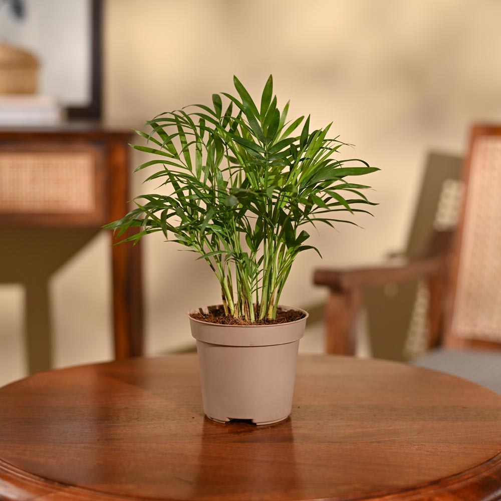 Bamboo Palm