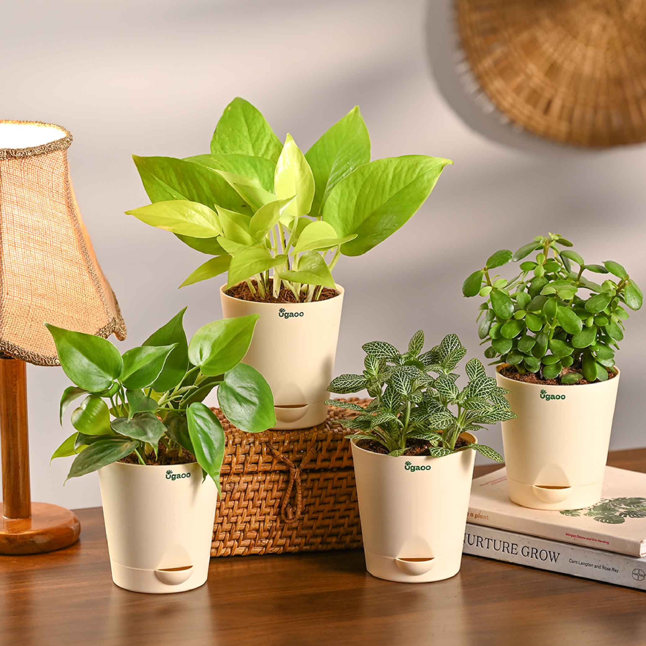 Combo of 4 Summer Ready Plant Set for Office Desk