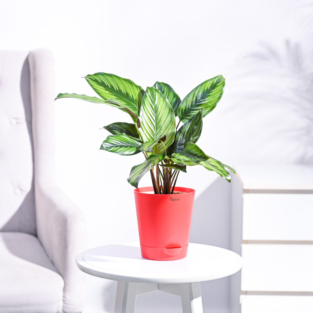 Pinstripe Calathea