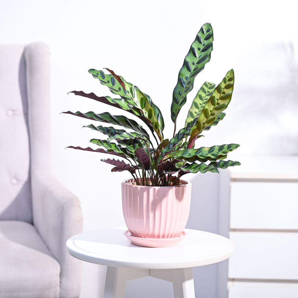 Rattlesnake Calathea