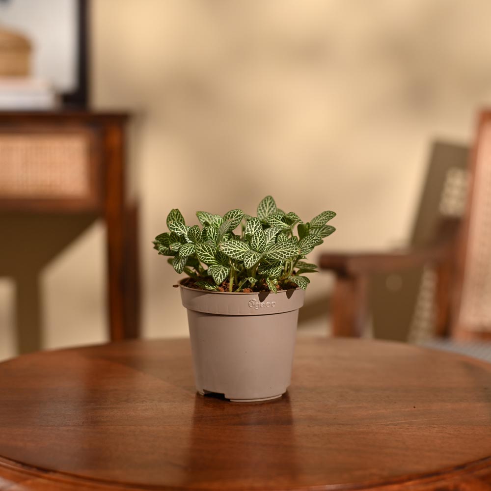 Nerve Plant