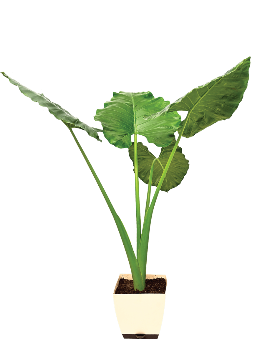 Giant Taro
