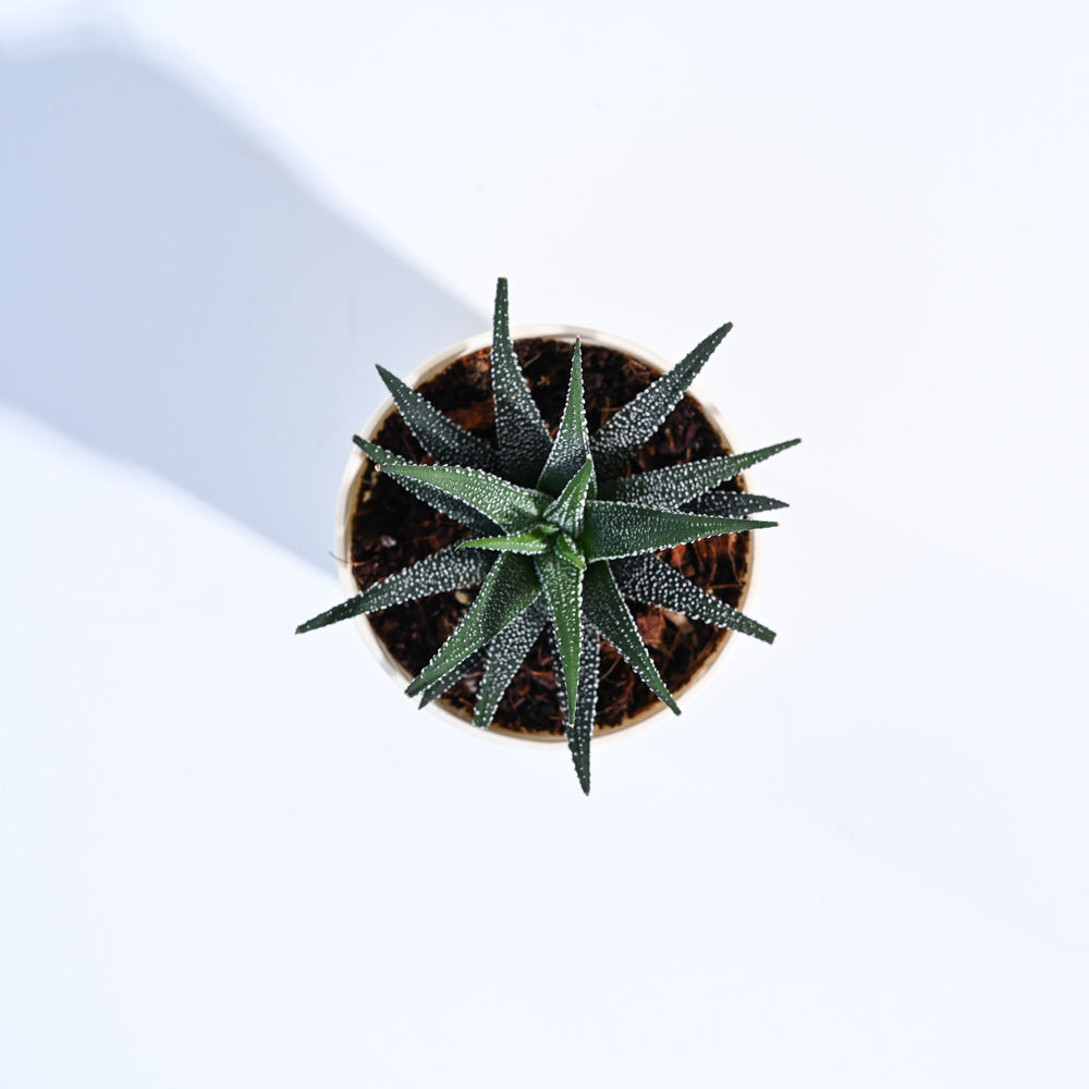 Zebra Haworthia