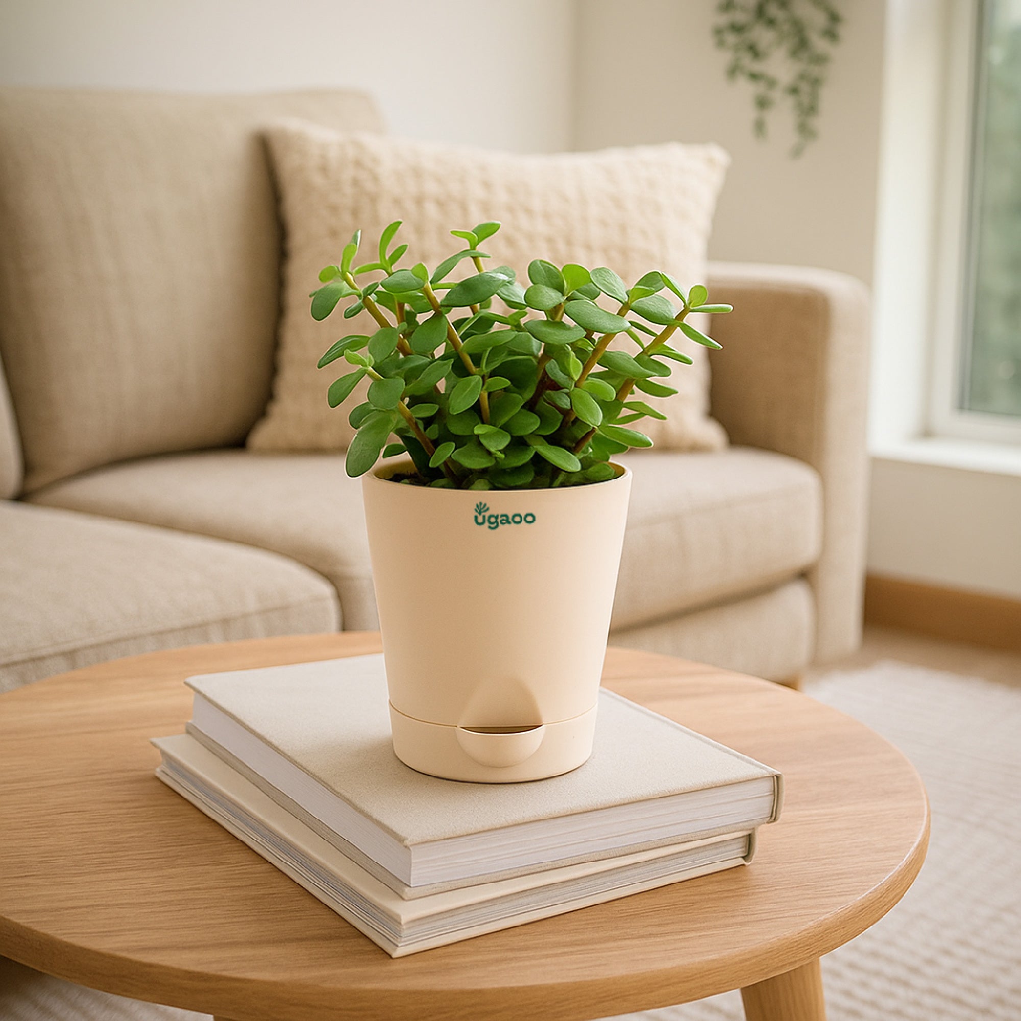 Jade mini plant with Self Watering Pot