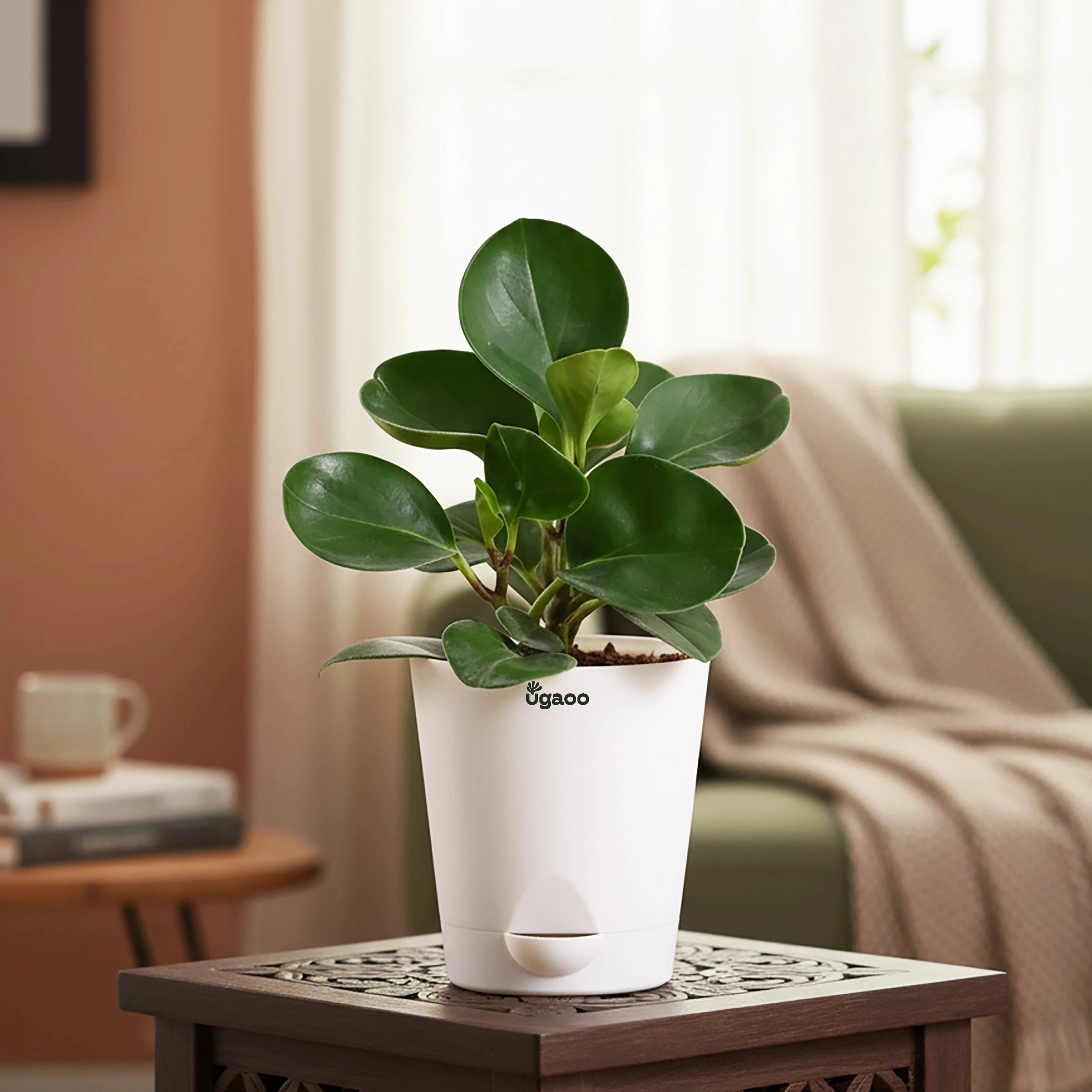 Green Peperomia
