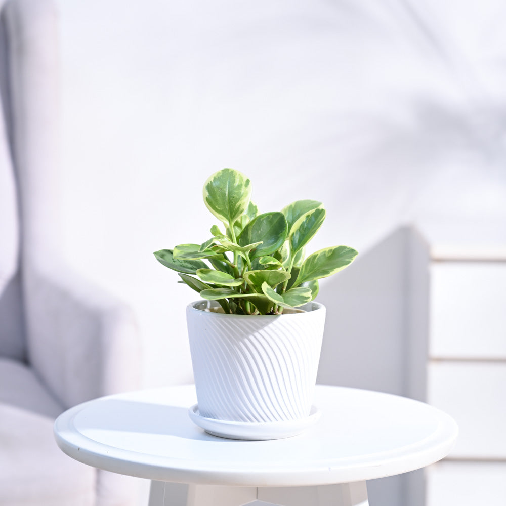Variegated Peperomia