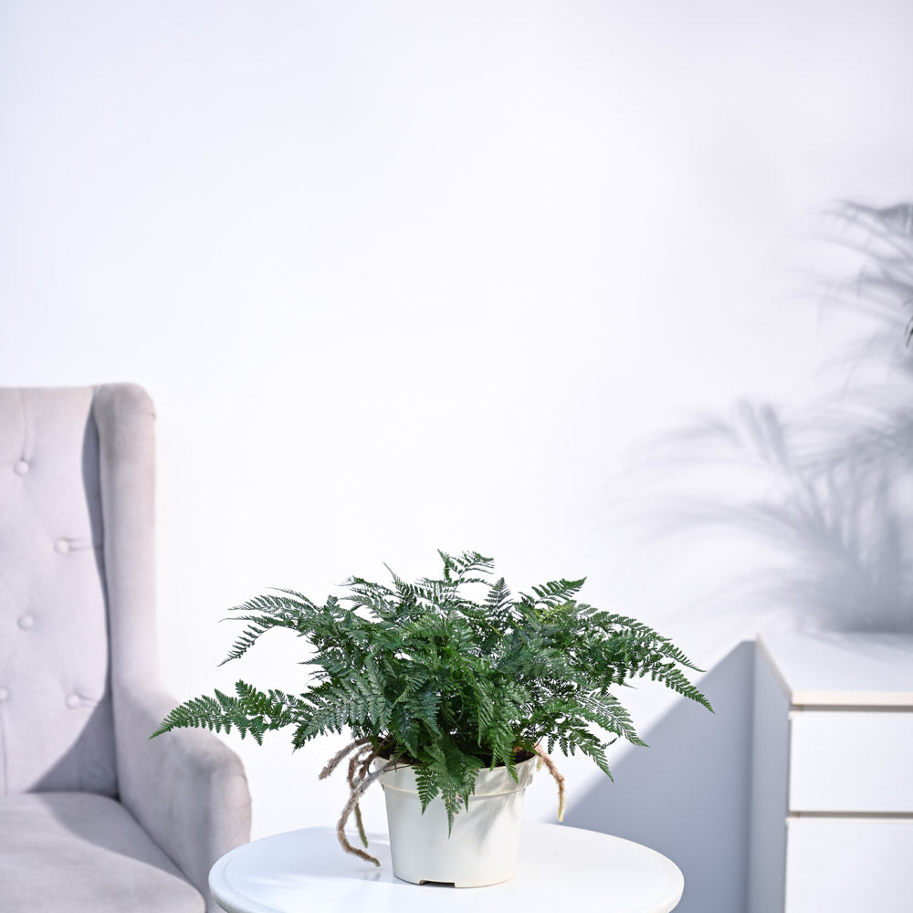 Rabbit's Foot Fern