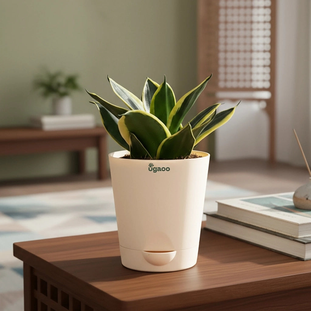 Snake Plant Golden Hahnii with Self Watering Pot