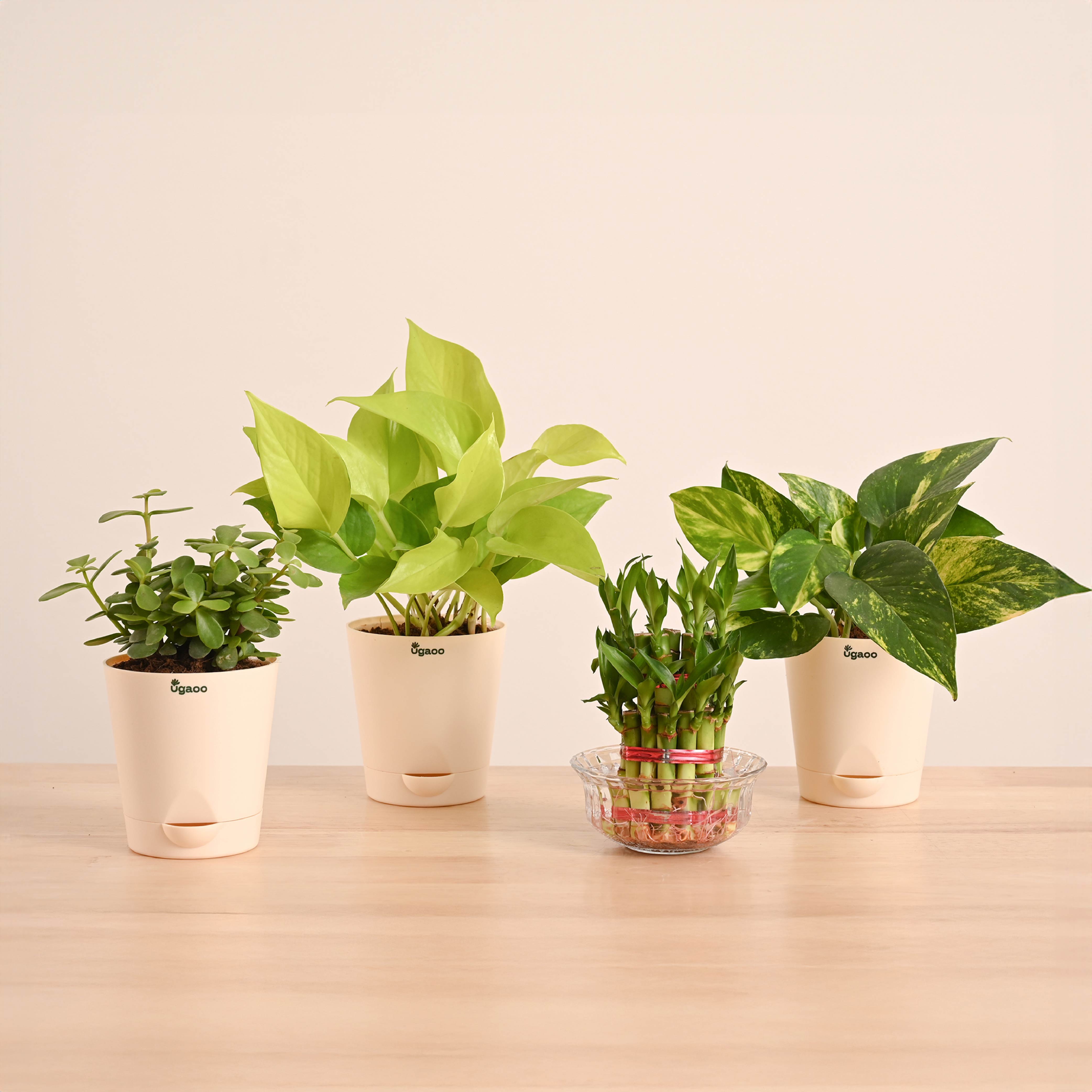 Vastu & Feng Shui Lucky Plant Combo - Good Luck Plants for Home