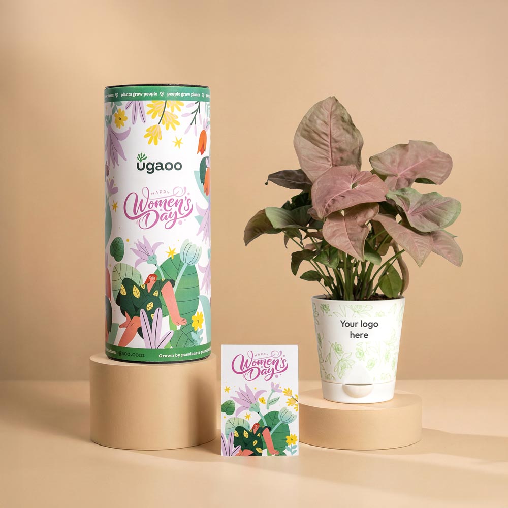 Women’s Day Appreciation Plant Gift – Pink Syngonium