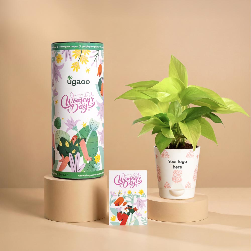 Women’s Day Golden Growth Plant Gift – Money Plant