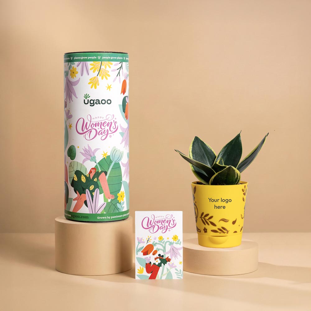 Women’s Day Resilience Plant Gift – Snake Golden Hahnii