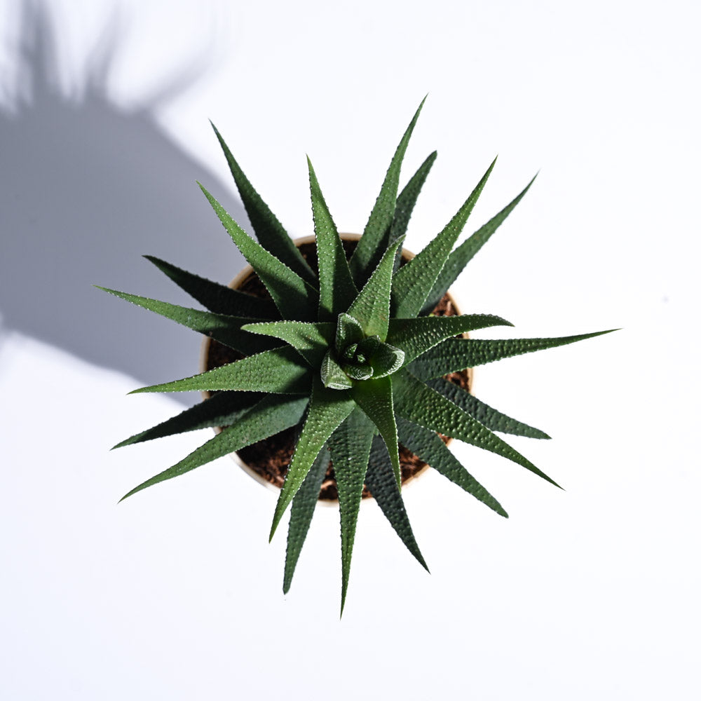 Zebra Haworthia